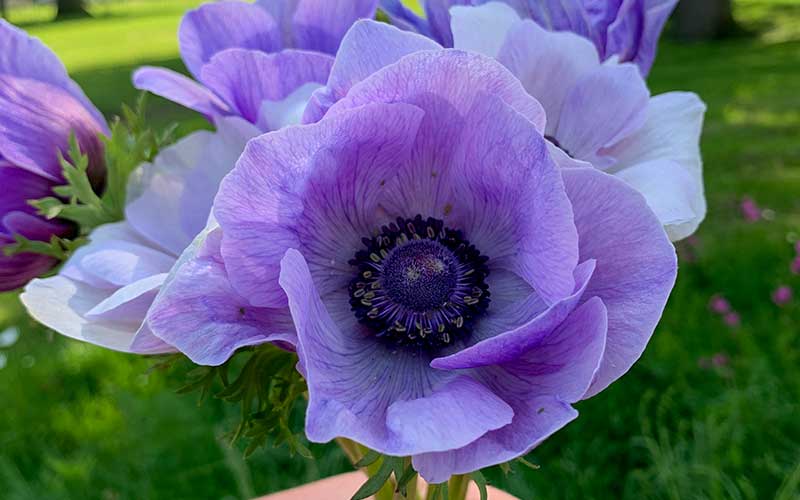pastel blue anemone corms or bulbs for spring flowers