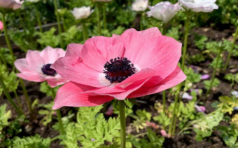 close up picture of a flowering vintage pink italian anemone