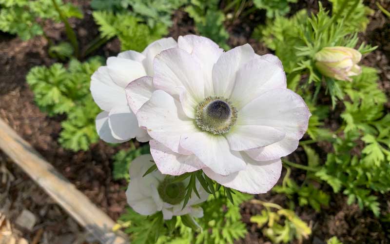 flowering white anemone