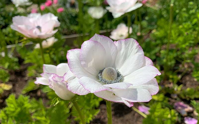 white anemone with edged petals