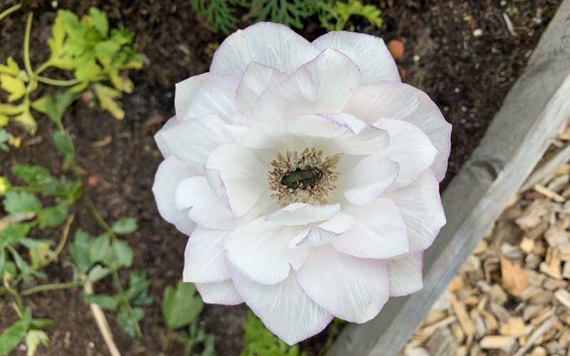close up of a large white anemone edge flower