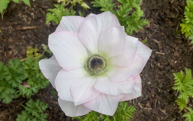 white with blush anemone edge flower