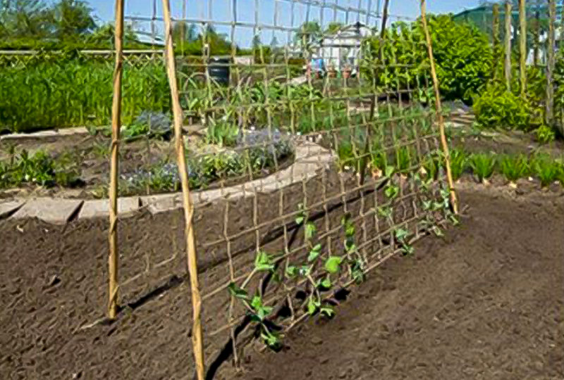 trellis with natural jute netting for climbing peas
