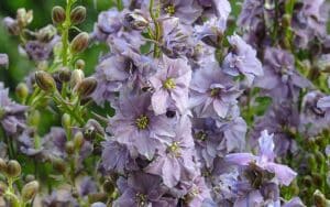 Samen von Rittersporn oder Rittersporn nebliger Lavendel für einen Bauerngarten