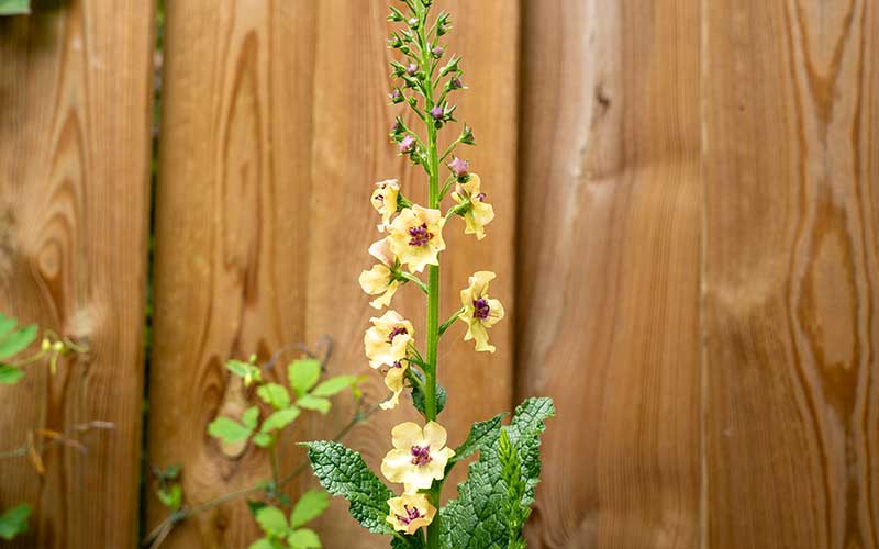 tall flower stikes of verbascum southern charm