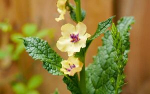 antique to pastel colored verbascum southern charm flowers gronw from seed