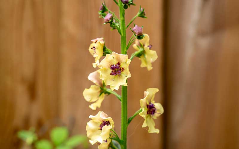 antique colored verbascum southern charm to grow from seed