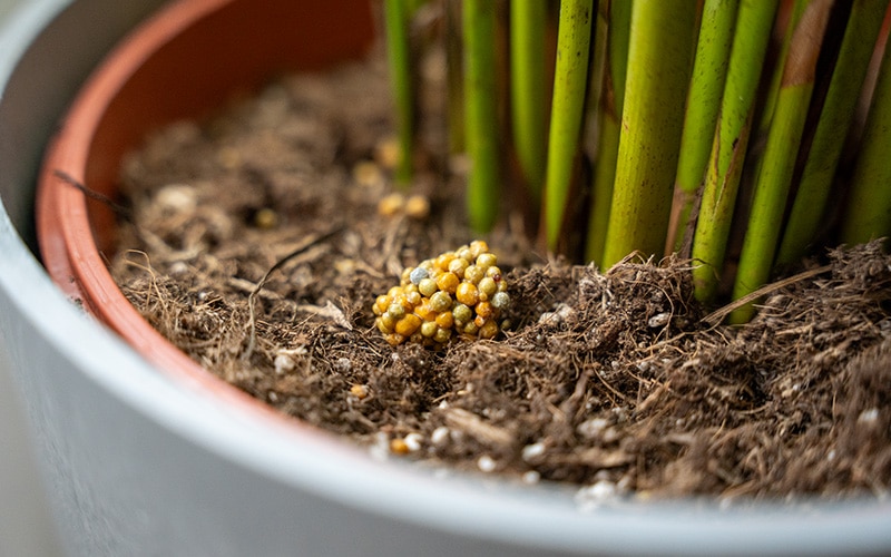 Plant eten kegels voor planten in potten