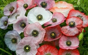 flowering papaver rhoeas or shirley poppy mix, mother of pearl seeds