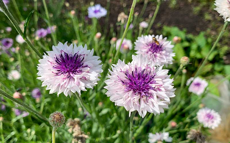 bachelors-buttons-or-cornflower-classic-magic-purple-white-flowers