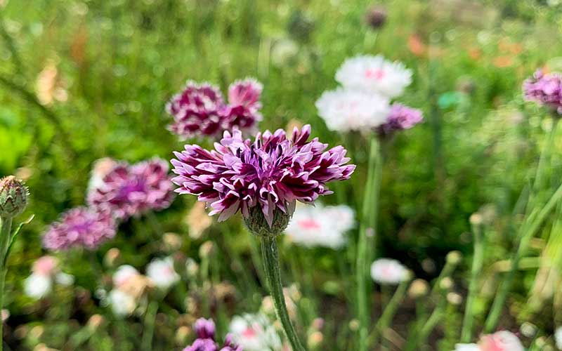 flowering-purple-and-white-cornflower-of-bachelors-buttons