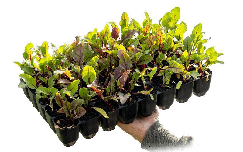 The Journey to the Perfect Garden: Choosing the Right Propagation Tray