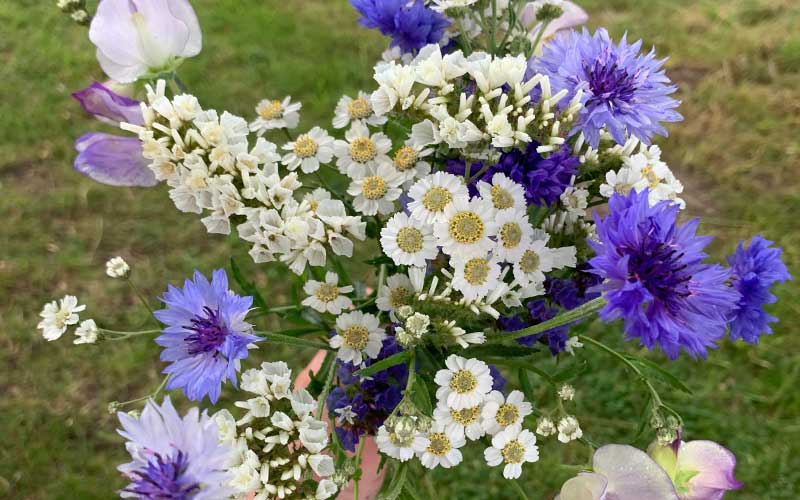 bouquet with achillea the pearl flowers