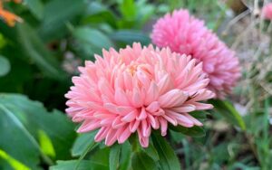Chinese aster orange apricot flower seeds